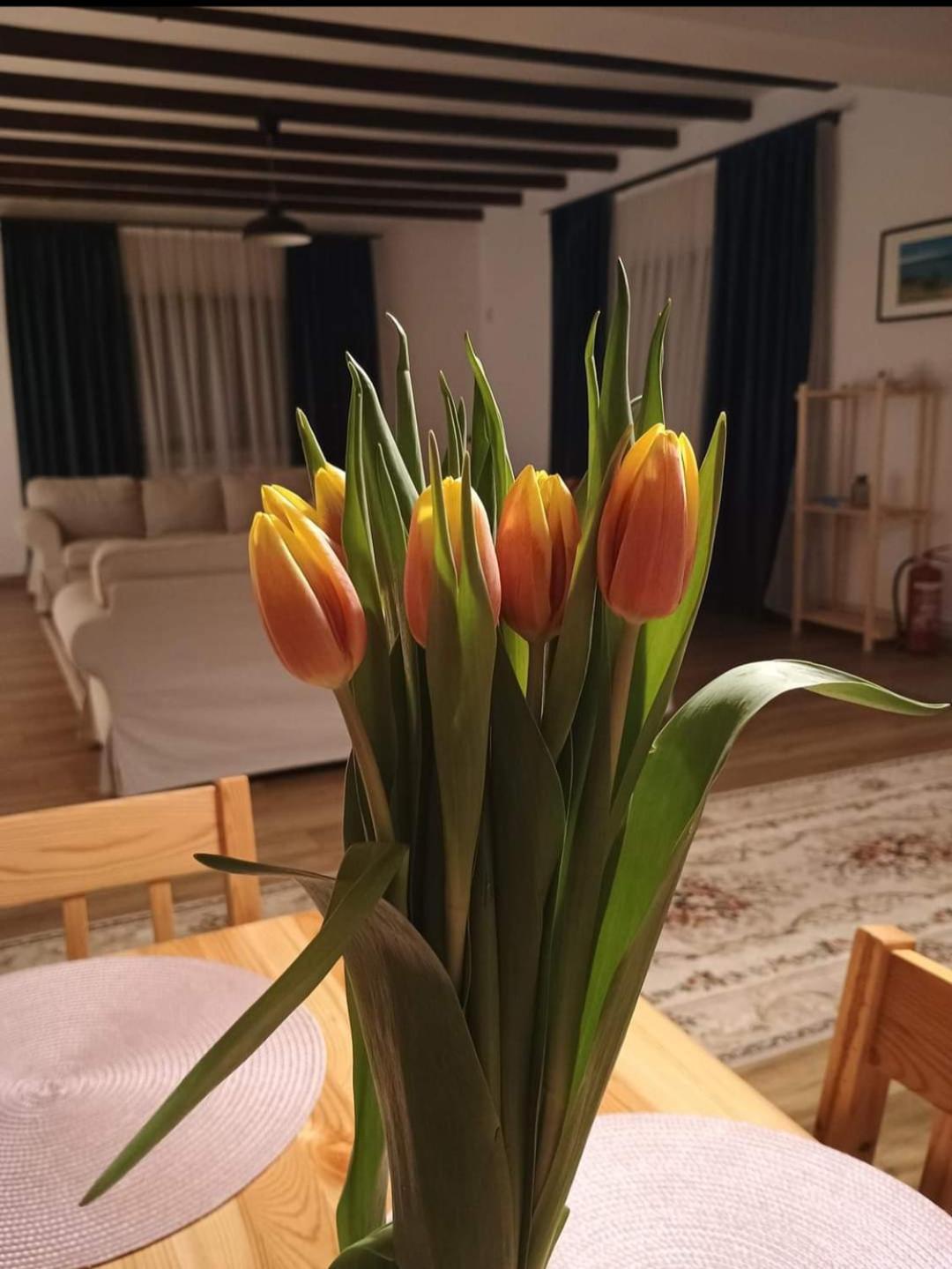 Family House Pristol